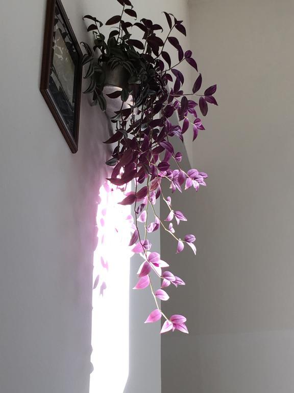 Casa Bianca Hotel Malcesine Bagian luar foto